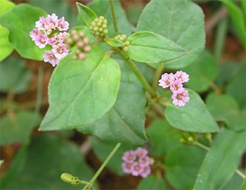 Punarnava (Boerhavia Diffusa) punarnava plant Image (Boerhavia Diffusa)