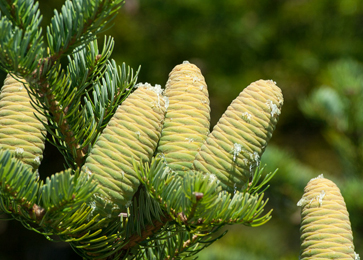 Talisa Patra (Abies Webbiana) Talisa Patra, Abies Webbiana