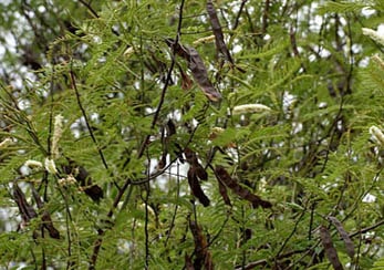Acacia Catechu (Black Catechu, Khadira) Acacia Catechu, Black Catechu, Khadira