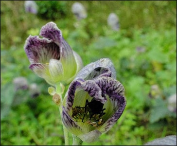 Atis, Ativisha (Aconitum Heterophyllum) Atis, Ativisha, Aconitum Heterophyllum