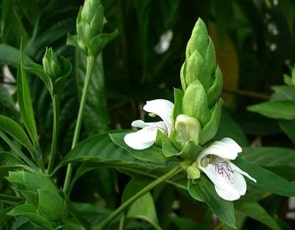 Adhatoda vasica (Vasaka) Adhatoda vasica, Vasaka