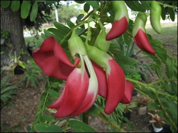Sesbania grandiflora (Agastya, Agathi) Sesbania grandiflora, Agastya tree