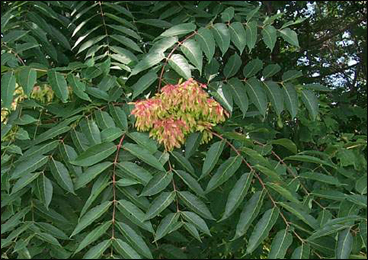 Aralu (Ailanthus Excelsa) Aralu, Ailanthus Excelsa