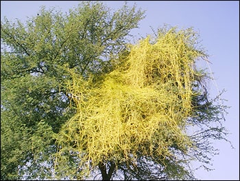 Akashbail Akashbail, Cassytha Filiformis