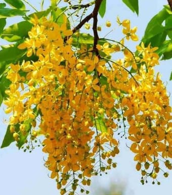 Amaltas (Cassia fistula) Amaltas tree images, Cassia fistula tree images