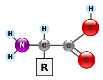 Amino acids Amino acids