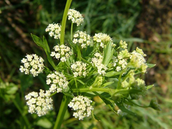 Ajamoda, Celery (Apium graveolens) Ajamoda seeds, Celery, Apium graveolens