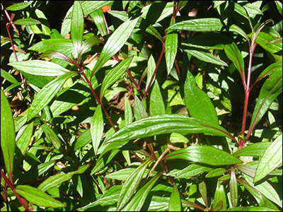 Ayapan (Eupatorium Triplinerve) Ayapan, Eupatorium Triplinerve