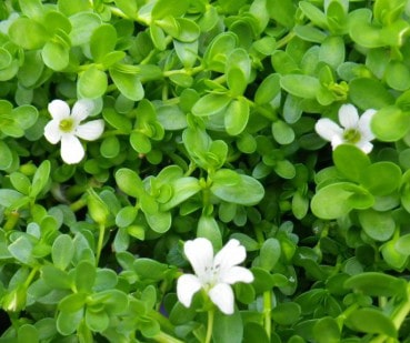 Brahmi (Bacopa Monnieri) Brahmi, Bacopa Monnieri
