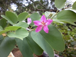 Kachnar (Bauhinia Variegata) Kachnar, Bauhinia Variegata