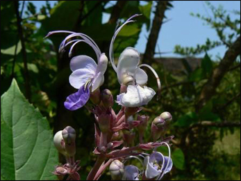 Bharangi (Clerodendrum serratum) Bharangi plant Images, Clerodendrum serratum images