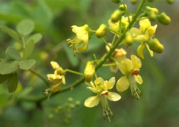 kalarchikai, Fever nut - Caesalpinia Crista Plant Latakaranja, kalarchikai Plant Images Caesalpinia Crista