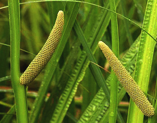 Acorus Calamus (Sweet flag, Vacha) Acorus calamus, Vacha, Sweet flag