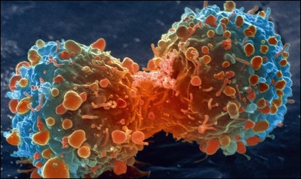 Cancer Cancer
