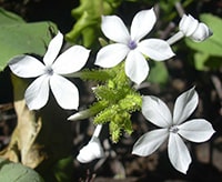 Chitrak (Plumbago zeylanica) Chitrak, Plumbago zeylanica