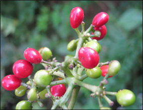 Patha (Cissampelos Pareira) Abuta, Patha, Cissampelos Pareira