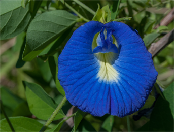 Aparajita plant (Clitoria Ternatea) Aparajita flower or shankupushpam