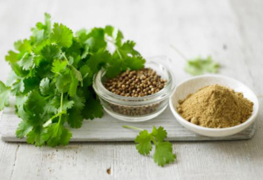 Dhanyaka (Coriandrum Sativum) Dhaniya Corinder Plant images