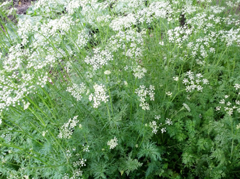 Cumin (Cuminum cyminum) Cumin, Cuminum cyminum