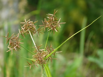 Mustaka, Nut Grass (Cyperus rotundus) Mustaka, Nut Grass, Cyperus rotundus