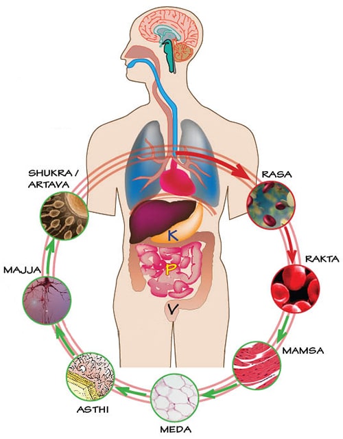 Saptadhatu (7 Essential Body Tissues) Saptadhatu, Saptadhatu Concept, Sapta Dhatu, Ayurveda, 7 Essential Body Tissues, Rasa Dhatu, Rakta Dhatu, Mamsa Dhatu, Meda Dhatu, Asthi Dhatu, Majja Dhatu, Sukra Dhatu, Ojas, Immunity, Upadhatu, Sub Tissues Of The Body, Importance Of Dhatu In Management Of Disease
