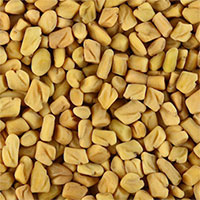 Fenugreek (Trigonella foenum-graecum) Fenugreek, Trigonella foenum-graecum