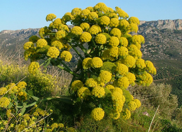 Hingu (Ferula asafoetida) Hingu, Ferula asafoetida