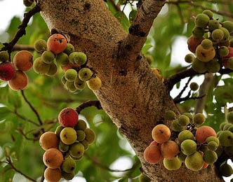audumbar Cluster Fig (Ficus Glomerata) Udumbara, Cluster Fig, Ficus Glomerata
