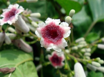 Gandha Prasarini (Paederia foetida) Gandha Prasarini plant Images, Paederia foetida