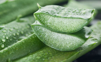 Ghritkumari (Aloe Barbadensis) Aloe Vera, Ghritkumari, Aloe Barbadensis