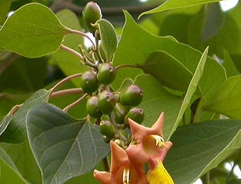 Gambhari (Gmelina arborea) Gambhari, Gmelina arborea