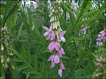 Goat's Rue (Galega officinalis) Goats Rue (Galega officinalis)