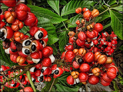 Guarana (Paullinia cupana) Guarana (Paullinia cupana)