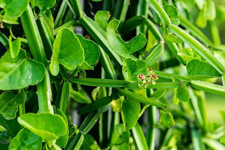 Hadjod Plant Images - Cissus Quadrangularis Plant Images Hadjod