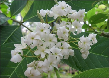 Indrajao (Holarrhena antidysenterica) Indrajao, Holarrhena antidysenterica