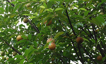 Jatiphala, Jaiphal (Myristica fragrans) Jaiphal images, Myristica fragrans images