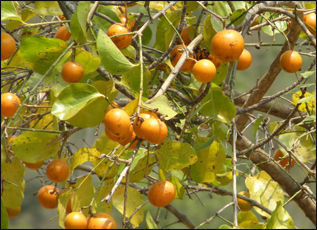 Kupilu (Strychnos nux-vomica) Kupilu, Strychnos nux-vomica
