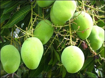 Mango (Mangifera indica) Mango, Mangifera indica