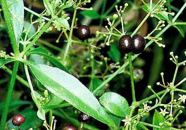 Manjistha (Rubia cordifolia) Manjistha, Rubia cordifolia