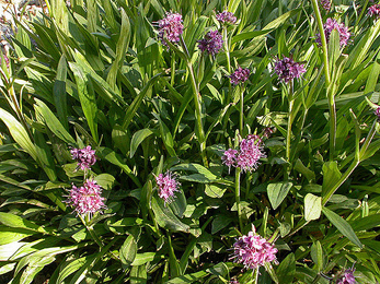 Jatamansi (Nardostachys Jatamansi) Jatamansi, Nardostachys Jatamansi