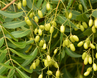 Neem (Azadirachta indica) Azadirachta indica, Neem