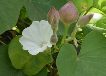 Trivrit (Operculina turpethum) Trivrit, Operculina turpethum