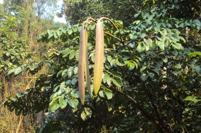 Shyonak - Sona Patha (Oroxylum Indicum) Shyonak, Sona Patha, Oroxylum Indicum