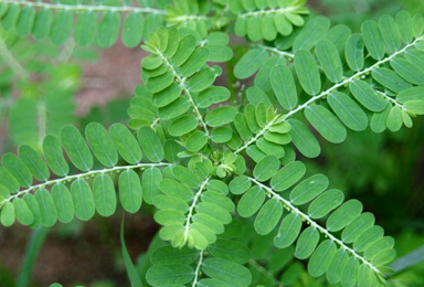 Bhumi Amla - Natural herbs Bhumi Amla - Phyllanthus niruri