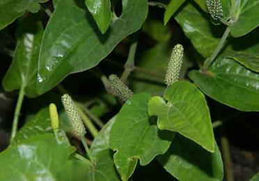 Pippali (Piper longum) Pippali, Long pepper, Piper longum