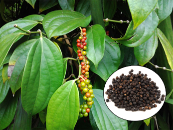 Maricha, Black Pepper (Piper nigrum) Maricha, Black Pepper, Piper nigrum