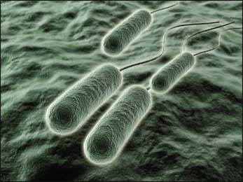Pseudomonas aeruginosa Pseudomonas aeruginosa