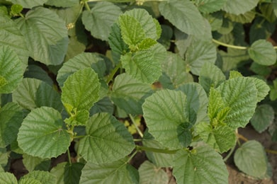 Bakuchi (Psoralea corylifolia) Bakuchi, Psoralea corylifolia