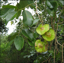 Vijaysar (Pterocarpus marsupium) Vijaysar, Pterocarpus marsupium