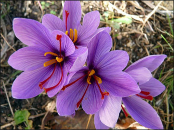 Saffron (Crocus sativus) Saffron, Crocus sativus
